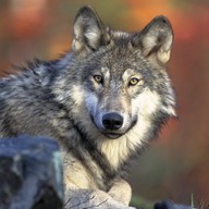 Mluvené slovo Vladimír Zajíc: Wolfi