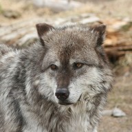 Mluvené slovo Vladimír Zajíc: Vlčpanna